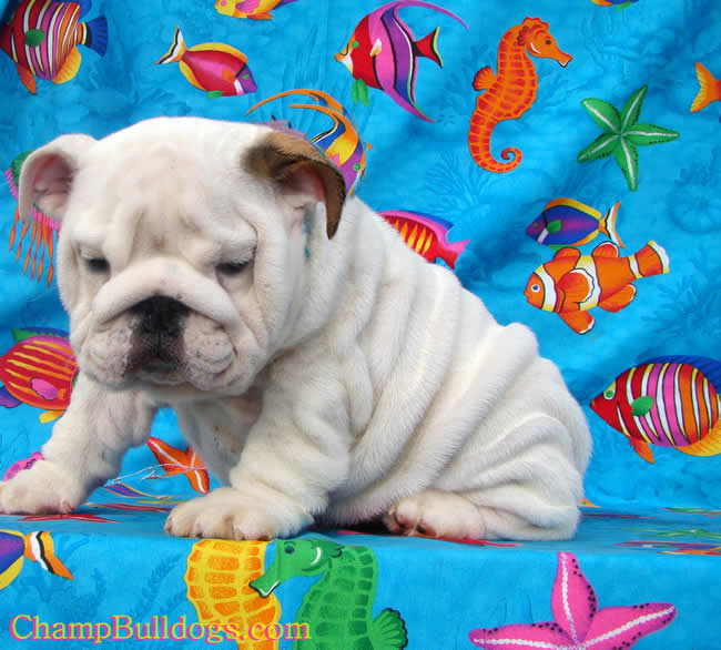 English Bulldog puppies